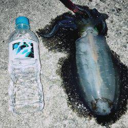 エギングアオリイカ