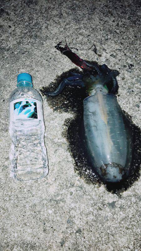 エギングアオリイカ