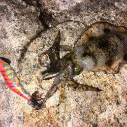 明石周辺エギング