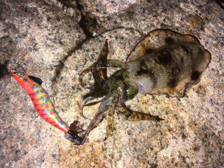 明石周辺エギング