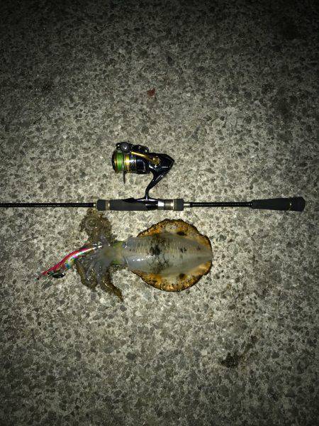 久しぶりのエギング