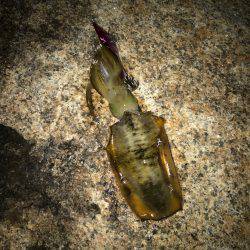 昨日届いたエギを試したくて