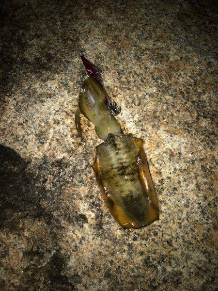 昨日届いたエギを試したくて