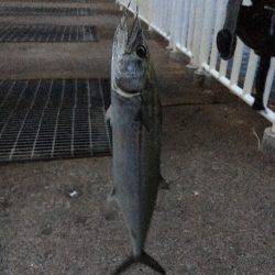 太刀魚エサ釣り