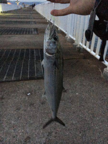 太刀魚エサ釣り