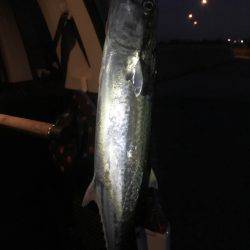 今シーズン初サゴシ