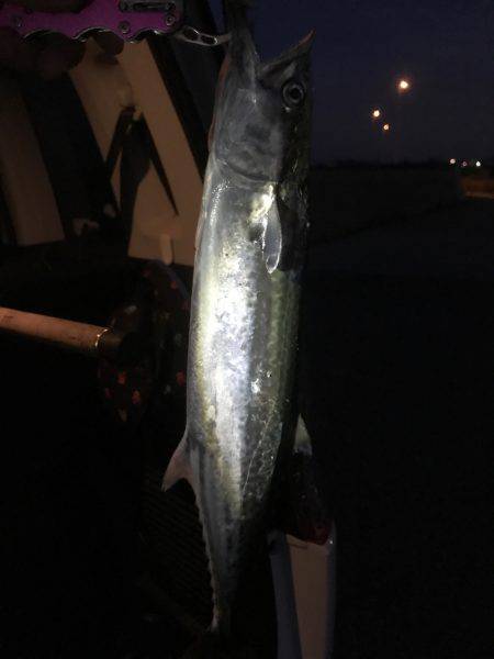 今シーズン初サゴシ