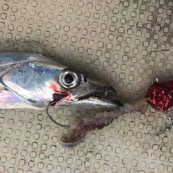 太刀魚  大潮  リタックル