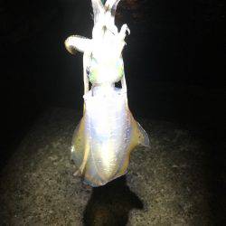 デジタルスケール買っちゃった☆