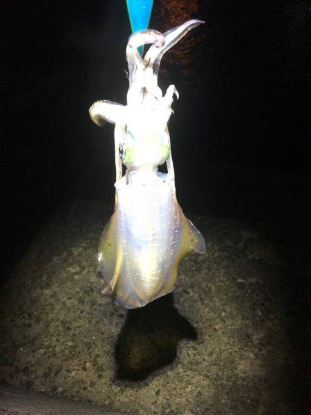 デジタルスケール買っちゃった☆