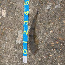 ビギナーズラック