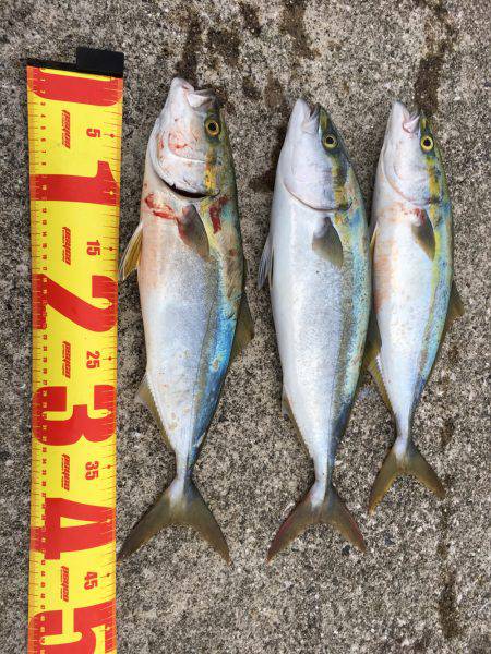 サゴシはノーサンキュー