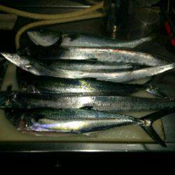 早朝ショアジギング