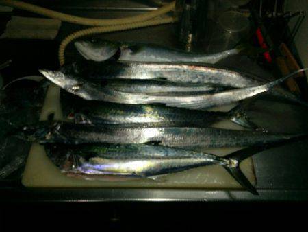 早朝ショアジギング