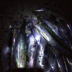 また爆釣でした(^ ^)