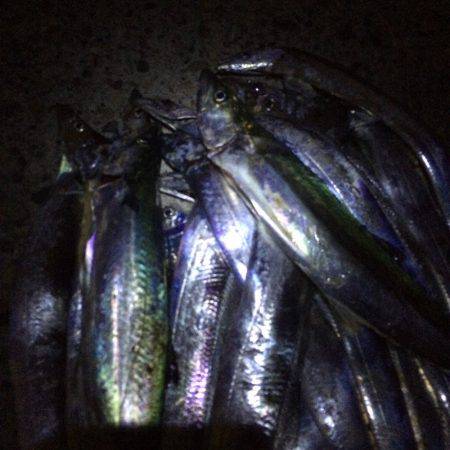 また爆釣でした(^ ^)