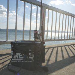 淡路島アオリイカ釣行