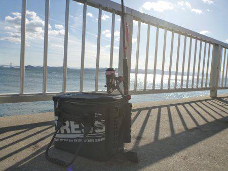 淡路島アオリイカ釣行