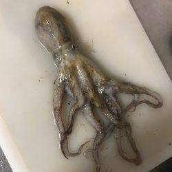 エギングしてたら今夜はタコ