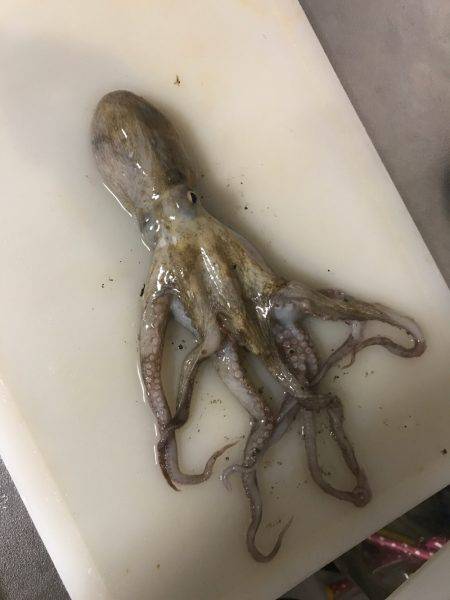 エギングしてたら今夜はタコ