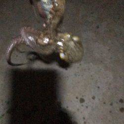 アオリでええやんか(｡-_-｡)