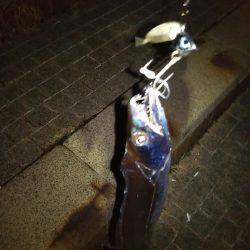 タチウオワインド