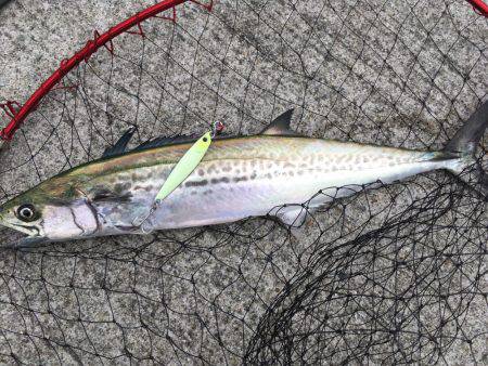 サゴシとタチウオ