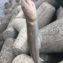 悪天候のなかエソ