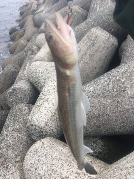 悪天候のなかエソ