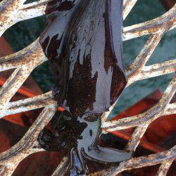 天気予報は雨なのに…それでも釣行
