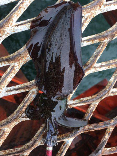 天気予報は雨なのに…それでも釣行