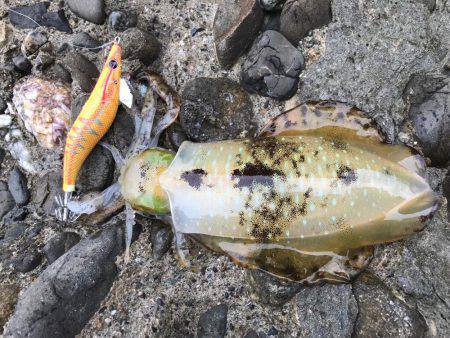 アオリイカ、キビレ