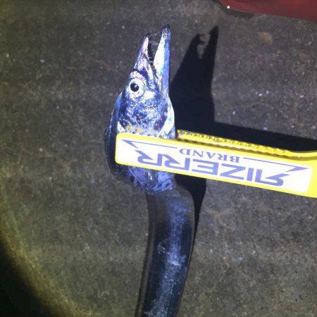 南港タチウオ 徐々に湾奥へ！