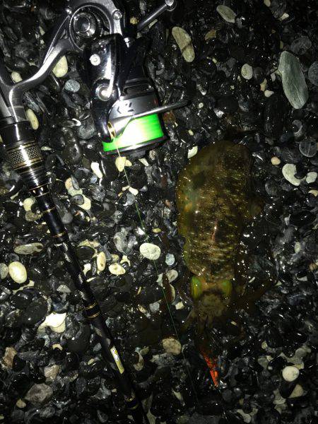 ナイトエギング‼︎