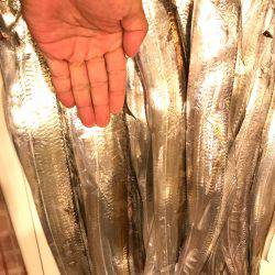 ポートアイランド タチウオエサ釣り入れ食い！