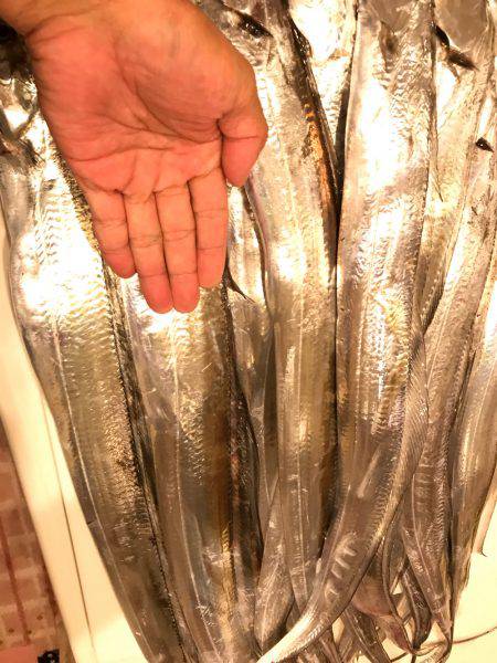 ポートアイランド タチウオエサ釣り入れ食い…