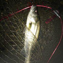 秋シーバス好調(๑╹ω╹๑ )