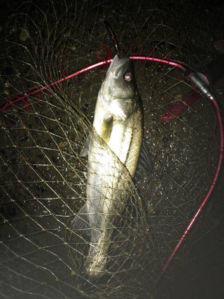 秋シーバス好調(๑╹ω╹๑ )