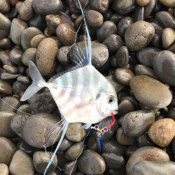 イトヒキアジ？？