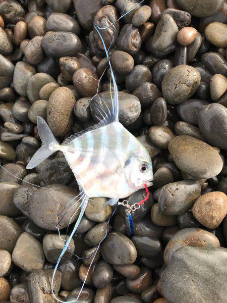 イトヒキアジ？？