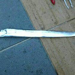 とりあえずの一本