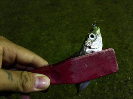 またまた渋いアジング