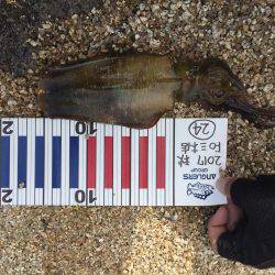 デイ・サーフエギング