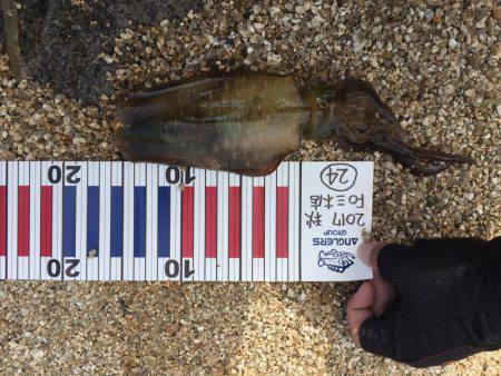 デイ・サーフエギング