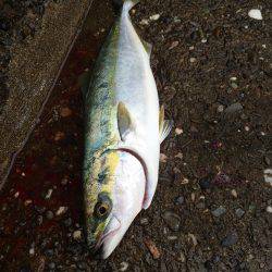 久々のショアジギング