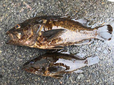 お初泣き尺タケノコメバル♫