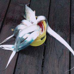 良く釣れました