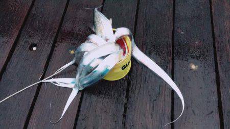 良く釣れました