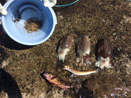 宮浦漁港の釣果