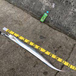 ドラゴン捕獲！